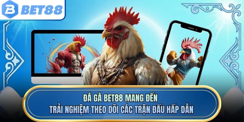 Đá gà BET88 mang đến trải nghiệm theo dõi các trận đấu hấp dẫn