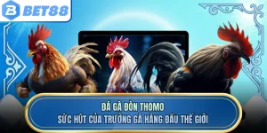 Đá Gà Đòn Thomo - Sức Hút Của Trường Gà Hàng Đầu Thế Giới