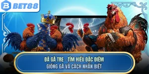 Đá Gà Tre - Tìm Hiểu Đặc Điểm, Giống Gà Và Cách Nhận Biết