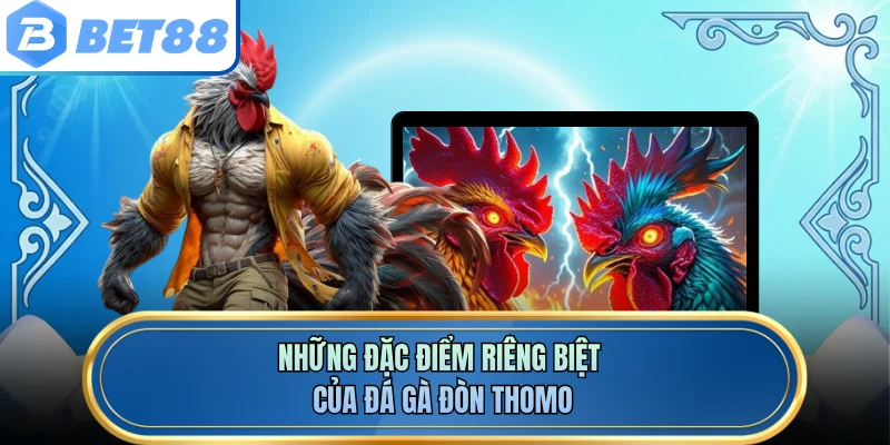 Những đặc điểm riêng biệt của đá gà đòn Thomo